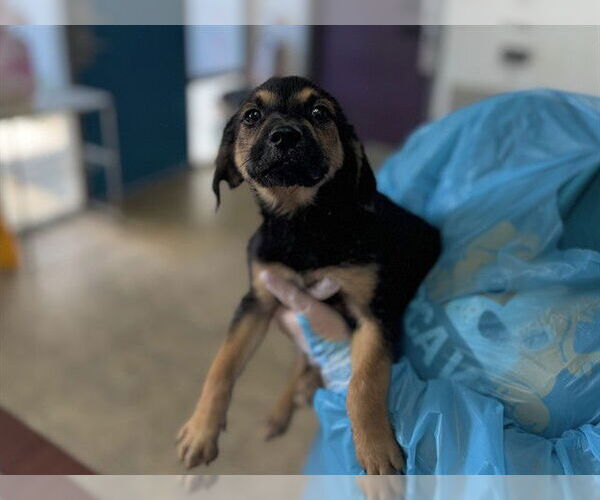 Medium Photo #1 Mutt Puppy For Sale in Raleigh, NC, USA