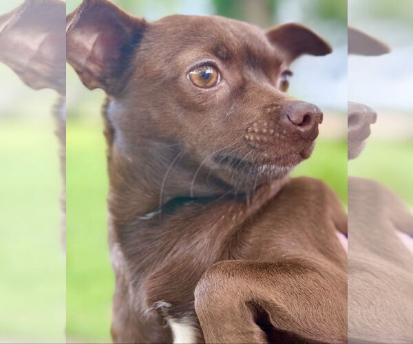 Medium Photo #2 Chihuahua-Unknown Mix Puppy For Sale in Oakhurst, NJ, USA