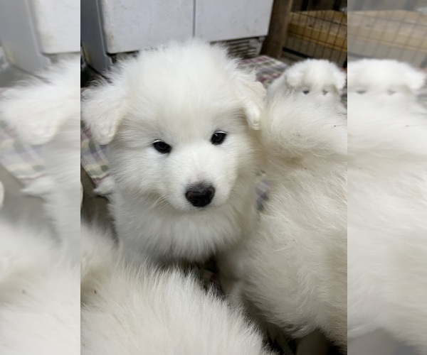 Medium Photo #8 Samoyed Puppy For Sale in LITTLE FALLS, MN, USA