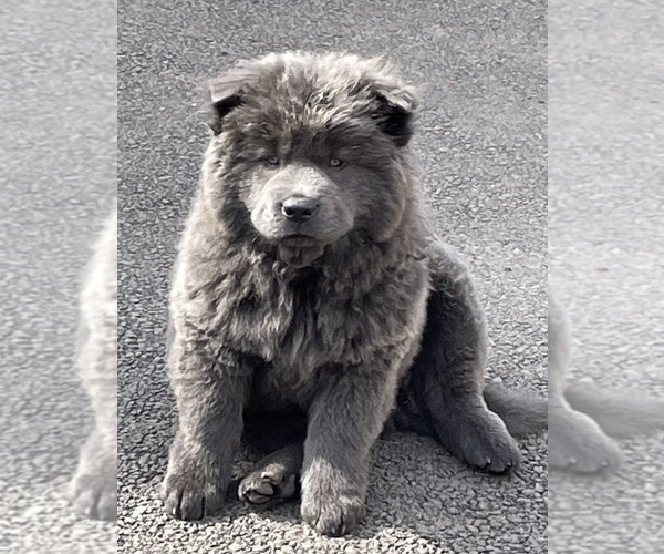 Medium Photo #10 Chow Chow Puppy For Sale in ELGIN, IL, USA