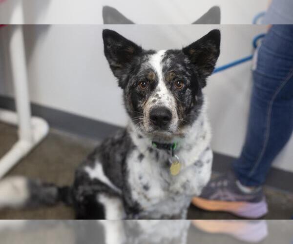Medium Photo #1 Australian Shepherd-Unknown Mix Puppy For Sale in Mountain Home, AR, USA