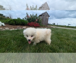 Samoyed Puppy for sale in GOSHEN, IN, USA