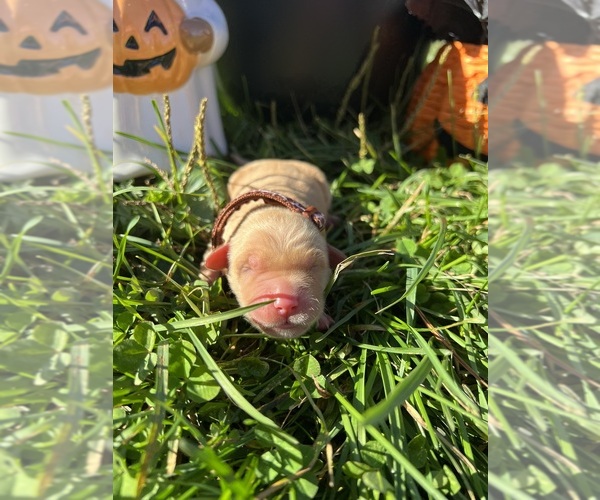 Medium Photo #11 Golden Retriever Puppy For Sale in NEOLA, WV, USA