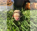 AKC Golden Retr - Male Golden Retriever Puppy for Sale - Photo #11