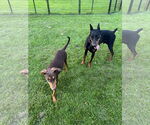 Small Photo #8 Doberman Pinscher Puppy For Sale in Buffalo, MN, USA