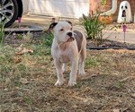 Puppy Roo Olde English Bulldogge