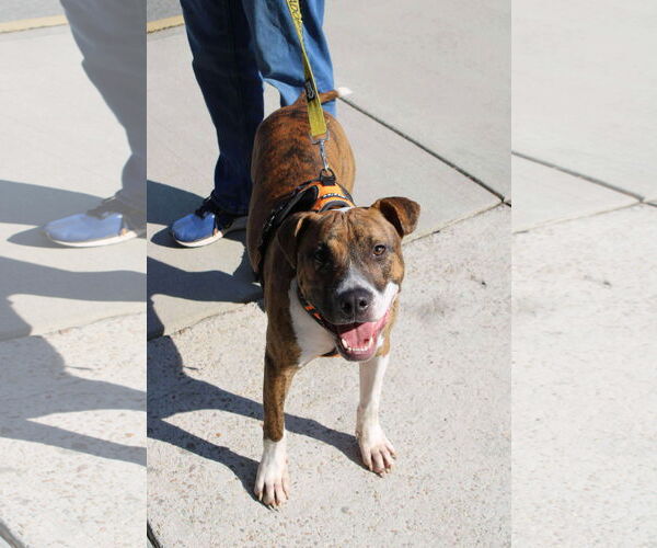 Medium Photo #6 Retriever -Unknown Mix Puppy For Sale in Holly Springs, NC, USA