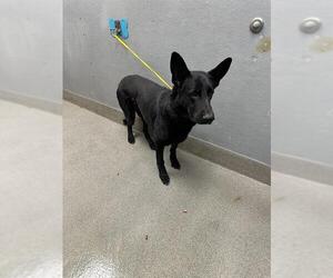 German Shepherd Dog-Unknown Mix Dogs for adoption in Las Vegas, NV, USA