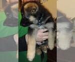 Small Photo #5 German Shepherd Dog Puppy For Sale in CRESWELL, OR, USA