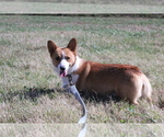 Small Photo #1 Pembroke Welsh Corgi Puppy For Sale in ORONOGO, MO, USA