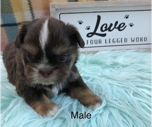 Shih Tzu Puppy for sale in SILEX, MO, USA