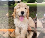Small #5 Goldendoodle