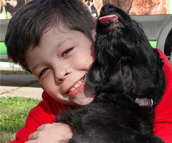 Medium Photo #7 Black Russian Terrier Puppy For Sale in S CHARLESTON, WV, USA