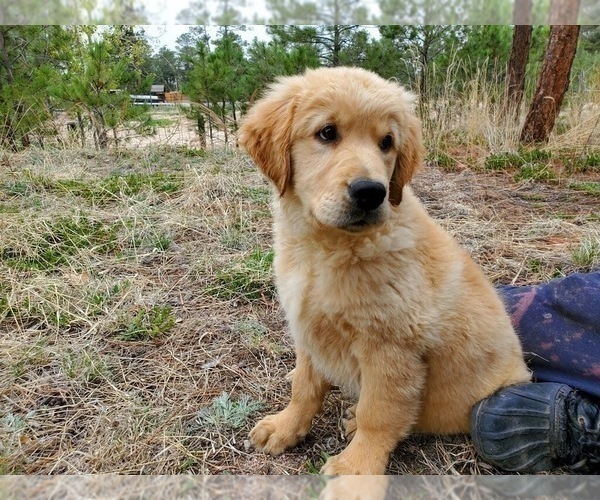 Medium Photo #11 Golden Retriever Puppy For Sale in PEYTON, CO, USA