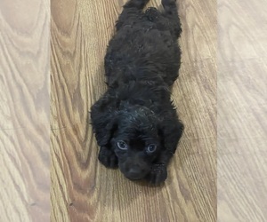 Boykin Spaniel Puppy for sale in PROSPERITY, SC, USA