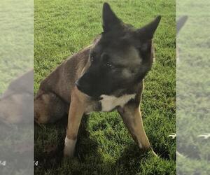 Akita-Unknown Mix Dogs for adoption in San Antonio, TX, USA
