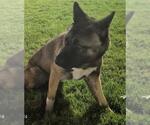 AKITA - Female Akita-Unknown Mix Dog for Adoption - Small photo