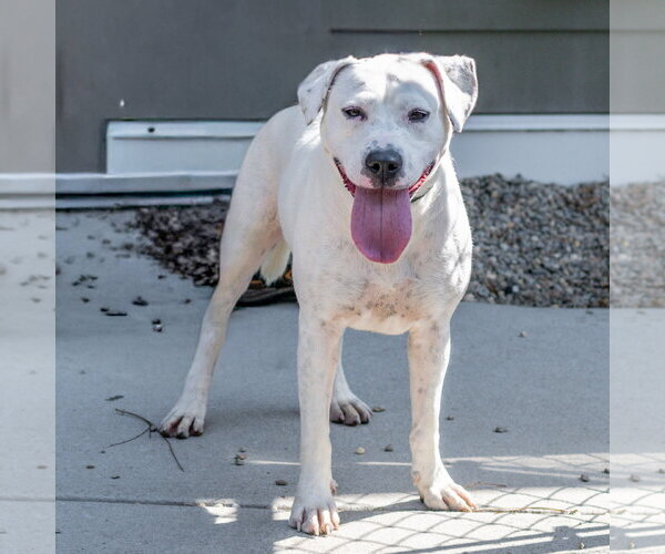 Medium Photo #5 Mutt Puppy For Sale in Hilton Head, SC, USA