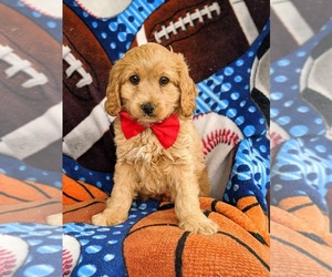 Cocker Spaniel-Poodle (Miniature) Mix Puppy for sale in PEACH BOTTOM, PA, USA