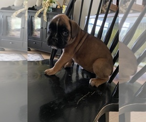 Boxer Puppy for Sale in LINESVILLE, Pennsylvania USA