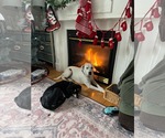 Small #4 Huskies  Mix