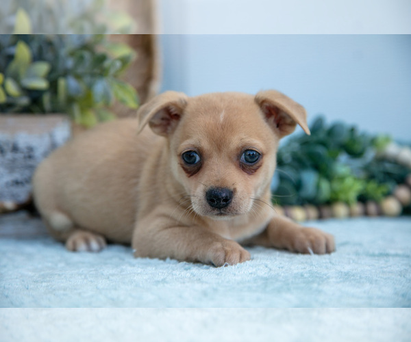 Medium Photo #4 Chihuahua Puppy For Sale in FREDERICKTOWN, OH, USA