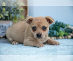 Small Photo #10 Chihuahua Puppy For Sale in FREDERICKTOWN, OH, USA