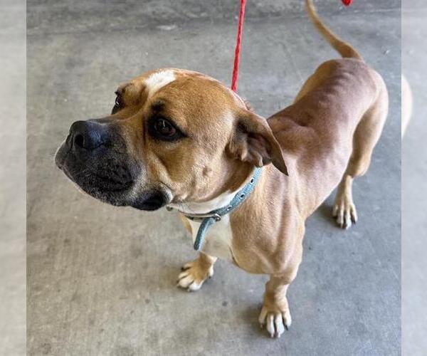 Medium Photo #1 Boxer Puppy For Sale in Houston, TX, USA