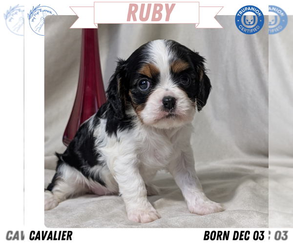 Medium Photo #2 Cavalier King Charles Spaniel Puppy For Sale in GOSHEN, IN, USA