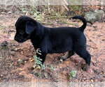 Small Photo #2 Labrador Retriever-Unknown Mix Puppy For Sale in The Woodlands, TX, USA