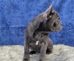 Small Photo #12 French Bulldog Puppy For Sale in BLAKESBURG, IA, USA