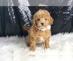 Puppy venus AKC Poodle (Toy)
