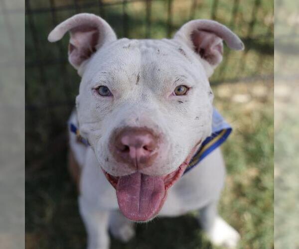 Medium Photo #1 American Staffordshire Terrier Puppy For Sale in San Antonio, TX, USA