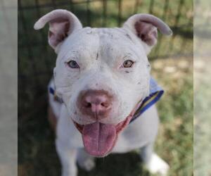 American Staffordshire Terrier Dogs for adoption in San Antonio, TX, USA