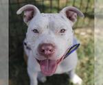 Small American Staffordshire Terrier