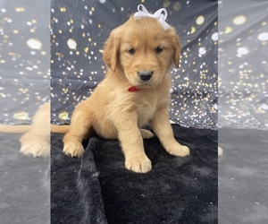Golden Retriever Puppy for Sale in LANCASTER, Pennsylvania USA