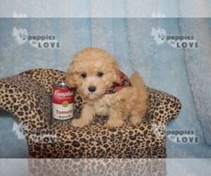 Poodle (Toy) Puppy for sale in SANGER, TX, USA