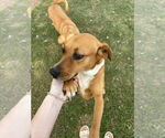 Small #2 Labrador Retriever Mix