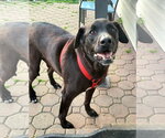 Small #7 Labrador Retriever Mix