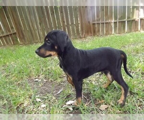 Medium Photo #7 Miniature Pinscher-Unknown Mix Puppy For Sale in Spring, TX, USA