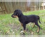 Small #6 Miniature Pinscher Mix