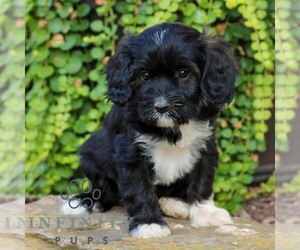 Cavapoo (Miniature) Puppy for sale in ELIZABETHTOWN, PA, USA