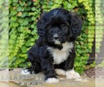 Image preview for Ad Listing. Nickname: Donna