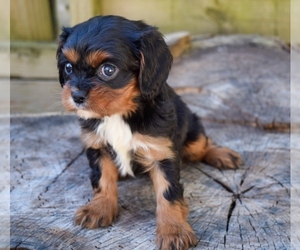 Cavalier King Charles Spaniel Puppy for sale in BARNESVILLE, KS, USA