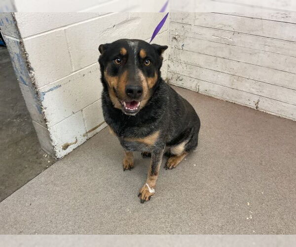 Medium Photo #1 Texas Heeler Puppy For Sale in San Bernardino, CA, USA