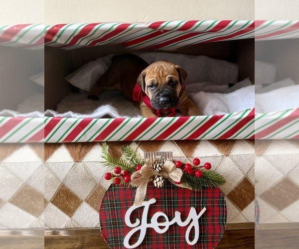 Medium Photo #2 Boerboel Puppy For Sale in COMMERCE, TX, USA