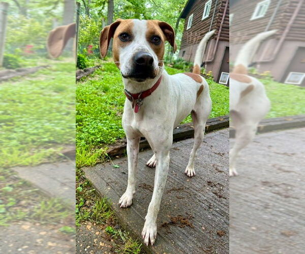 Medium Photo #8 Pointer-Unknown Mix Puppy For Sale in Hillsboro, MO, USA