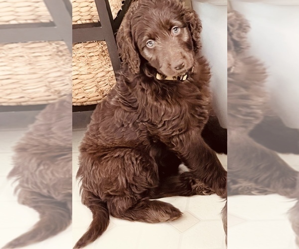 Medium Photo #2 Labradoodle Puppy For Sale in CONOVER, NC, USA
