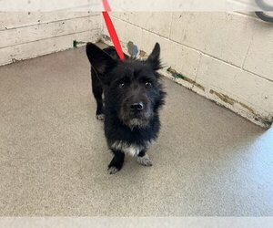 Mutt Dogs for adoption in San Bernardino, CA, USA