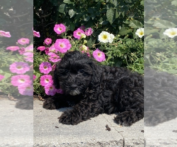 Medium Photo #7 Lhasa Apso-Poodle (Toy) Mix Puppy For Sale in CANOGA, NY, USA